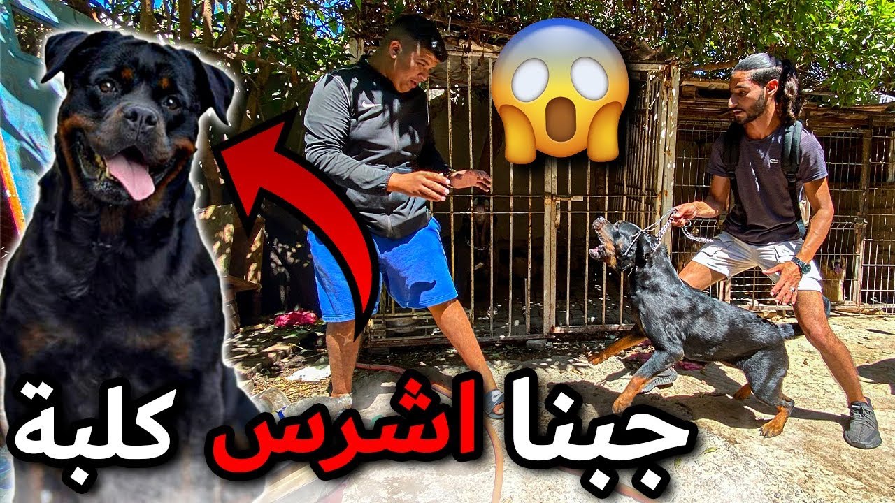جلبت أخطر كلبة في العالم 🤯 وعضت صديقي أكبر خطأ في حياتي 😱