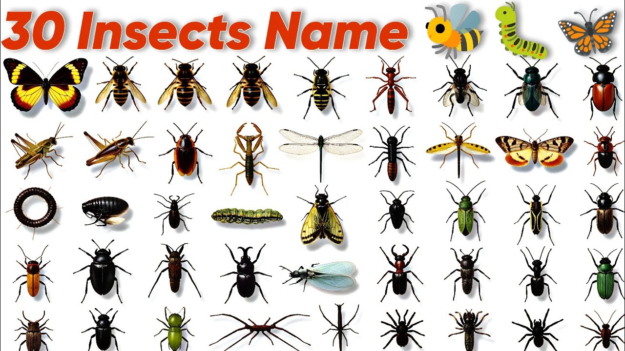 30 Insects Name in English and Hindi | बच्चों के लिए कीड़ों के नाम सीखो | Learn Insects with Picture