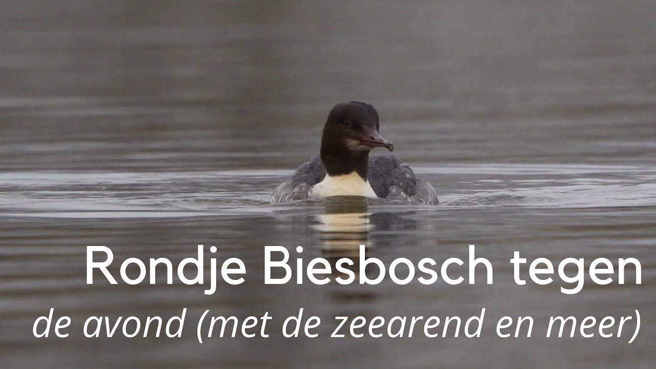 Rondje Biesbosch tegen de avond (met zeearend en meer) #1398