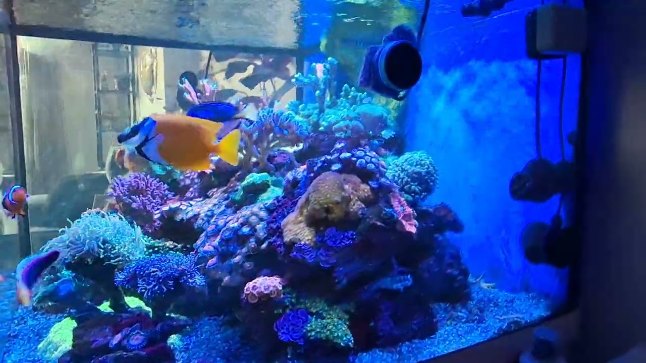 Zeewater aquarium  100x80x55 - april 2025