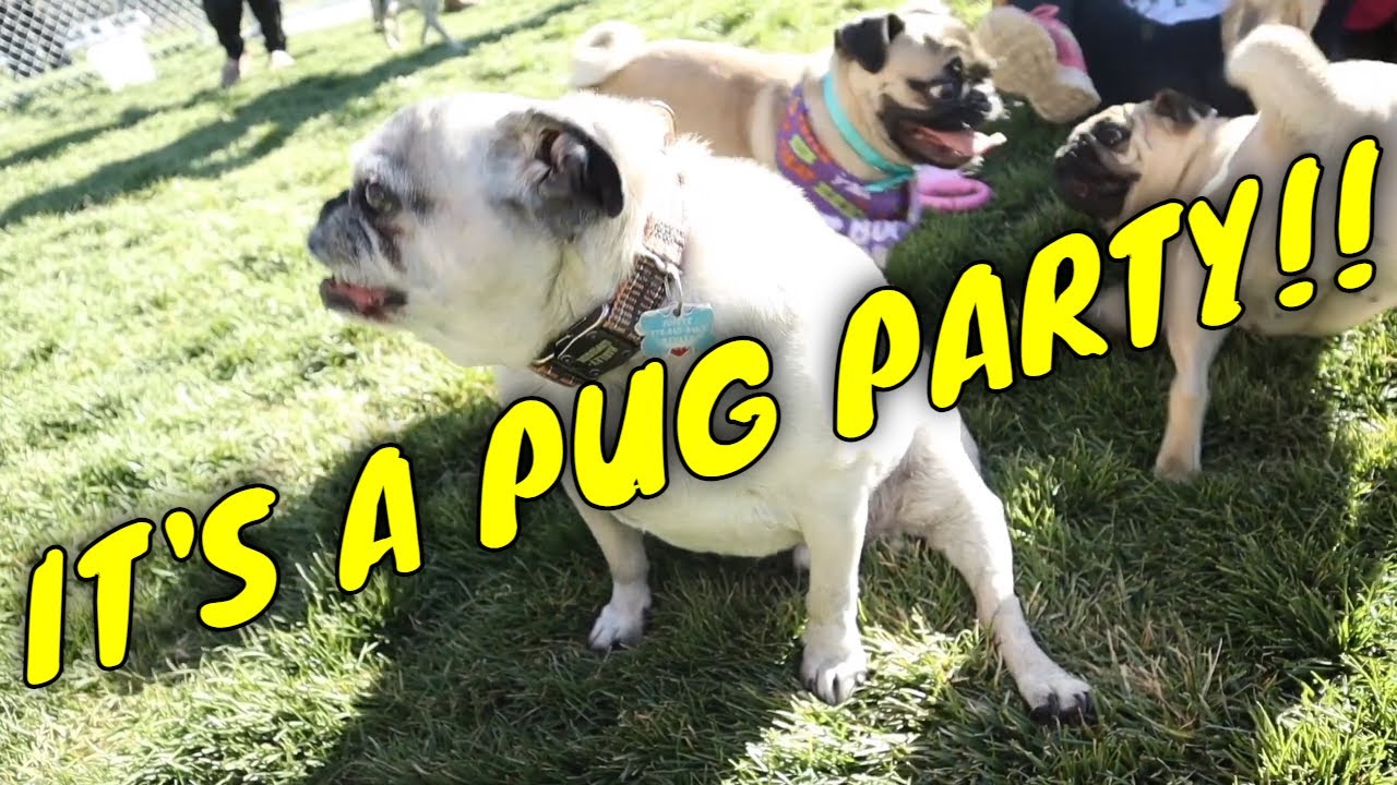 Elko Pug Gathering