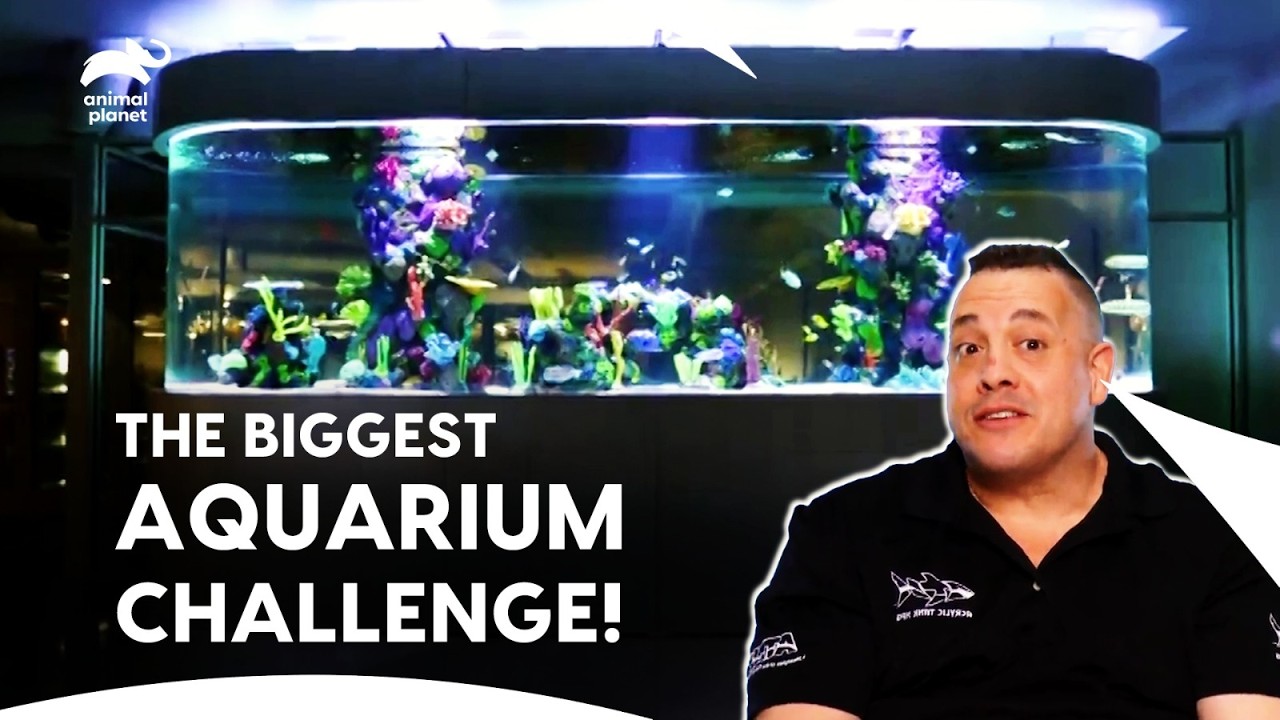 Wayde and Brett's Gearing up for a MASSIVE Aquarium Tank Installation | Tanked | Animal Planet