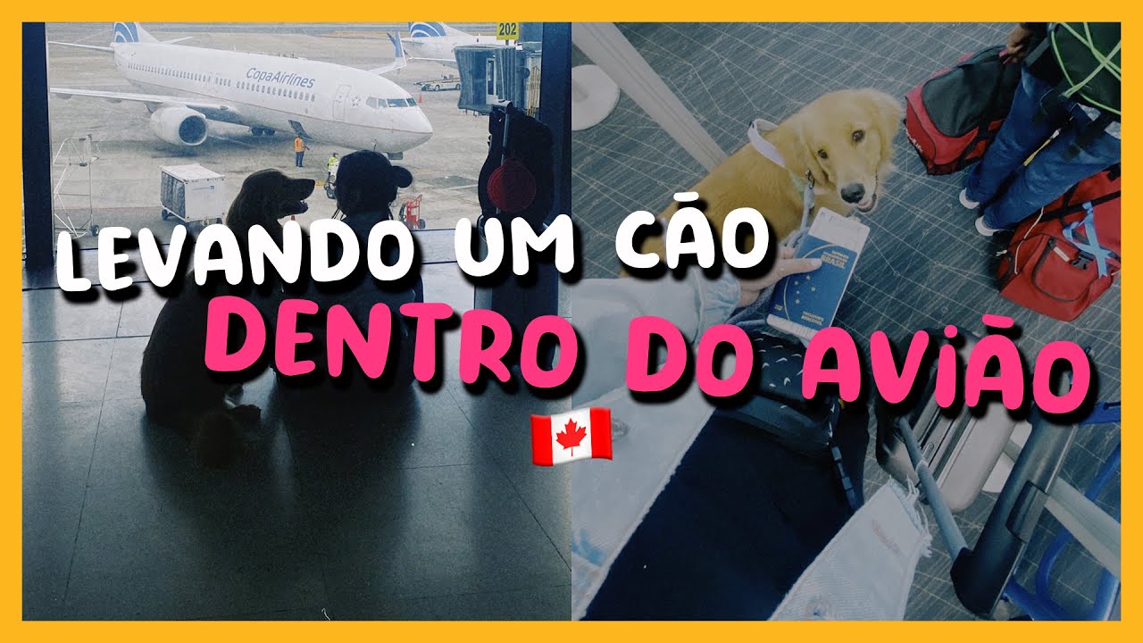 COMO LEVAR UM CACHORRO NA CABINE DO AVIÃO | CANADÁ 🇨🇦 | @therpeandme