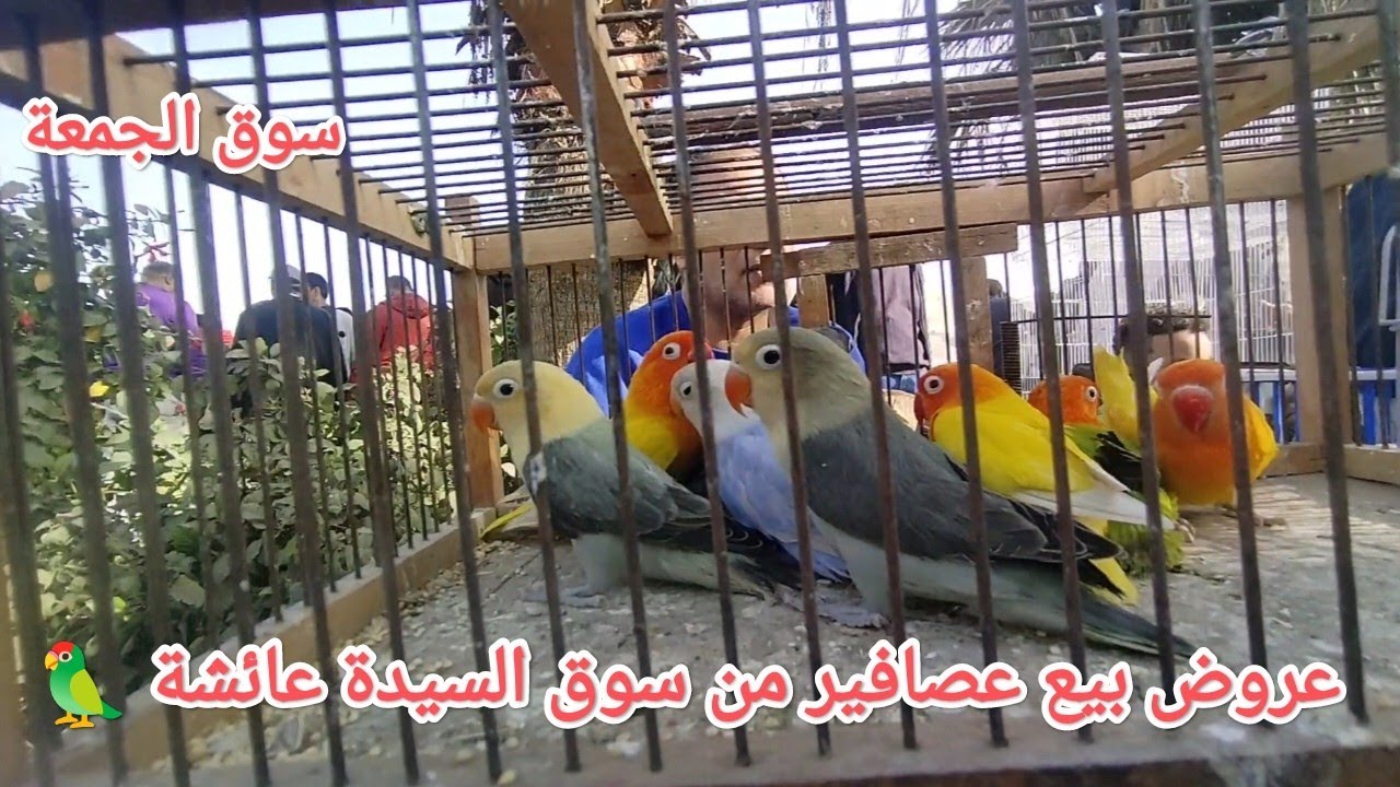 عروض بيع عصافير وببغاوات من قلب سوق الجمعة بالسيدة عائشة عصافير بأرقام أصحابها 🦜💣🔥