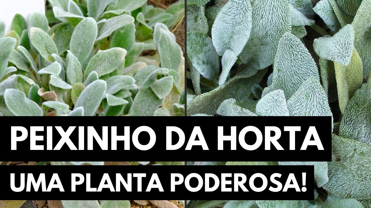 PEIXINHO DA HORTA: A PLANTA QUE TEM GOSTO DE PEIXE!