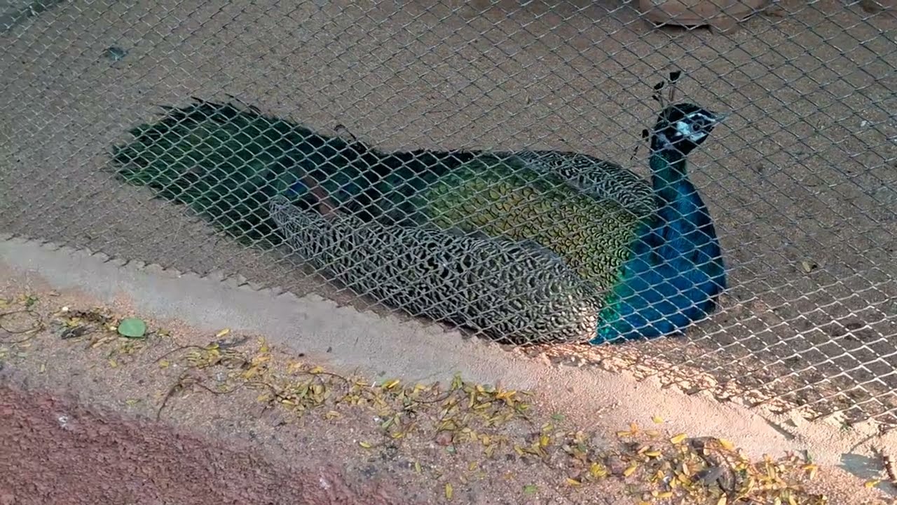 Beautiful Birds - Pheasants & Peacocks