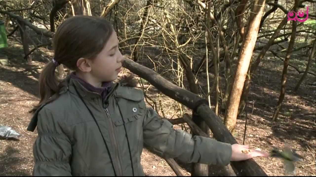 Infodrom: Gregorjevo