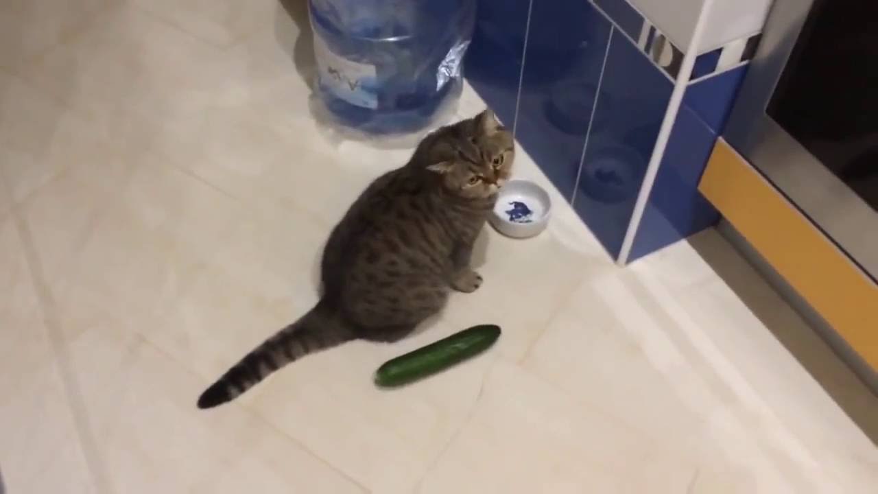 Funny cats scared of cucumbers - cat vs cucumber compilation