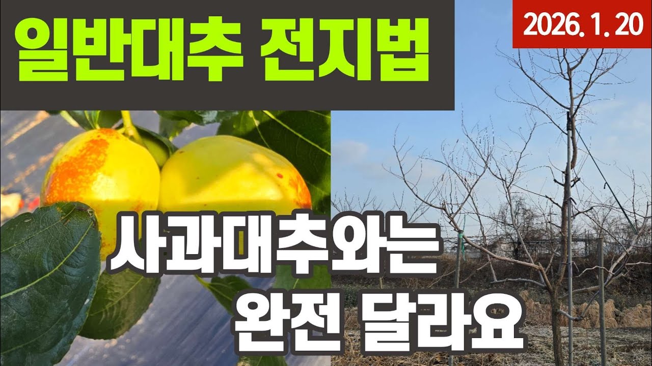 대추나무 전지법 -  사과대추와 복조대추 전지 차이점