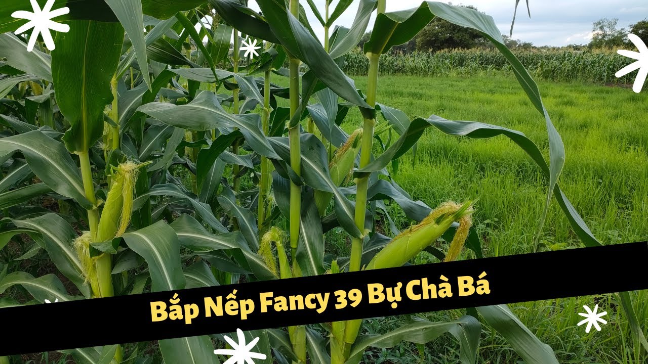 Muốn Trồng Bắp Nếp To Hãy Tìm Giống Fancy 39