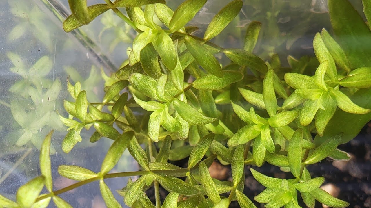 Seguimiento de mis Plantas a la luz Solar.