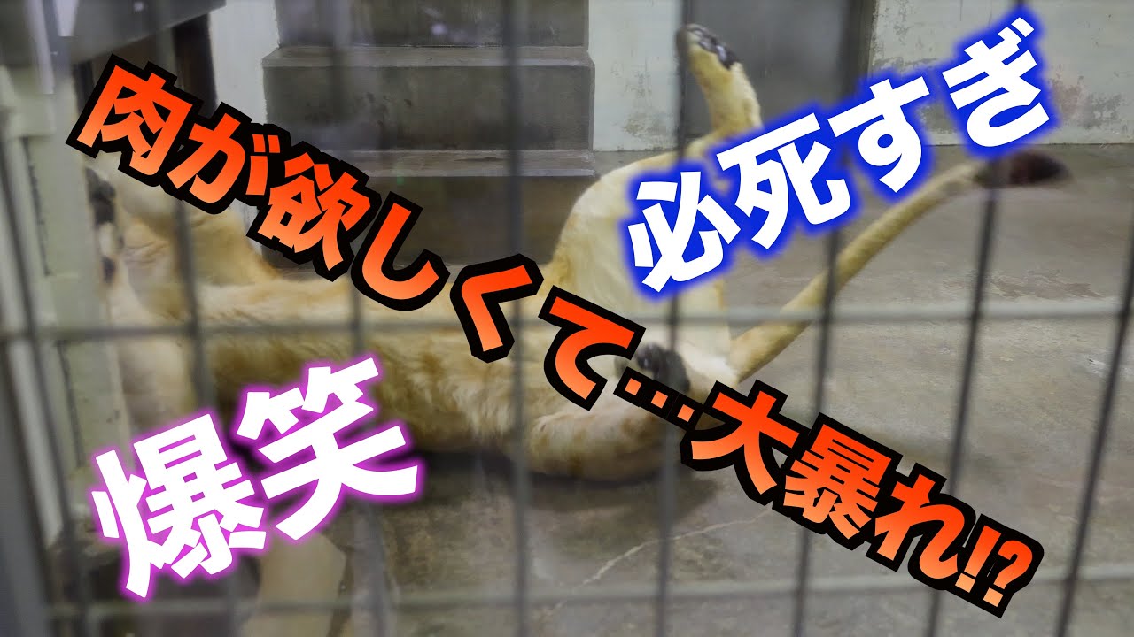 【爆笑】肉に釣られたライオン女子が暴走!? フウのローリングが可愛すぎた…
