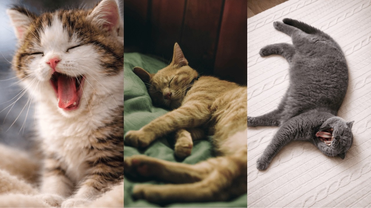 😺 Cat Yawning for 10 Hours | Deep Sleep, Stress Relief, Anxiety Healing