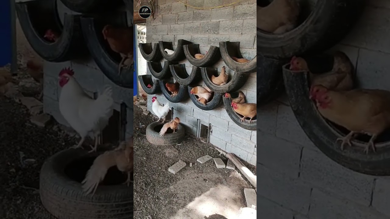 tyre se banaya murgiyo ka ghar #shortvideos