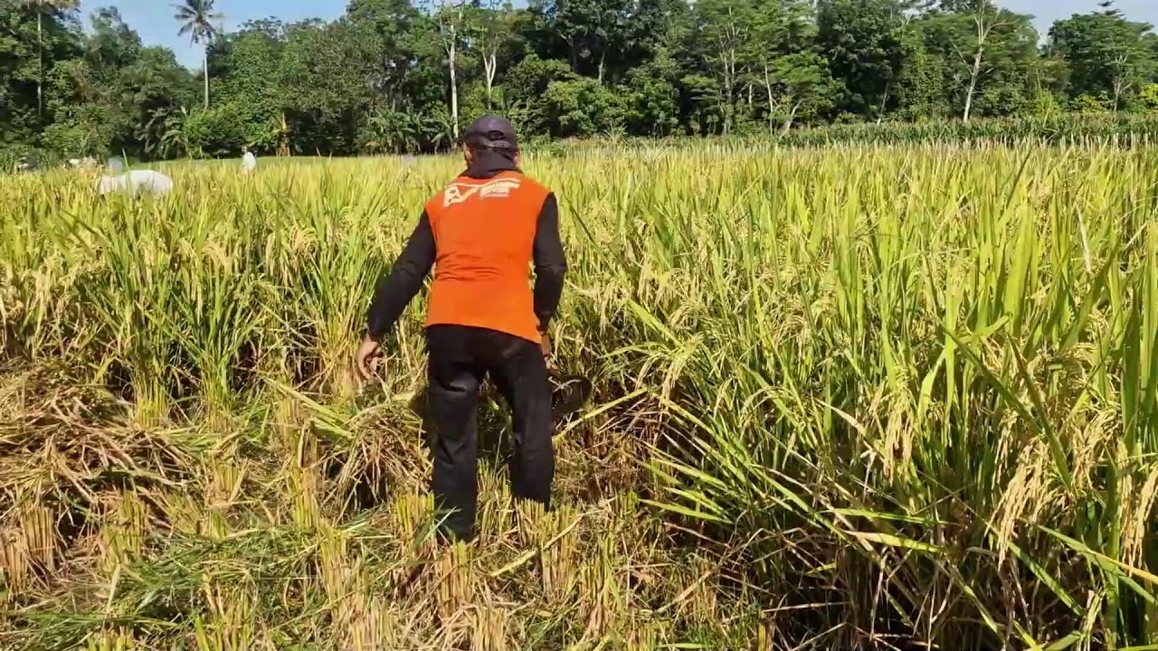 THE SECRET BEHIND FARMERS' ULTRA-FAST RICE HARVESTING TECHNIQUES!-agriculture farming
