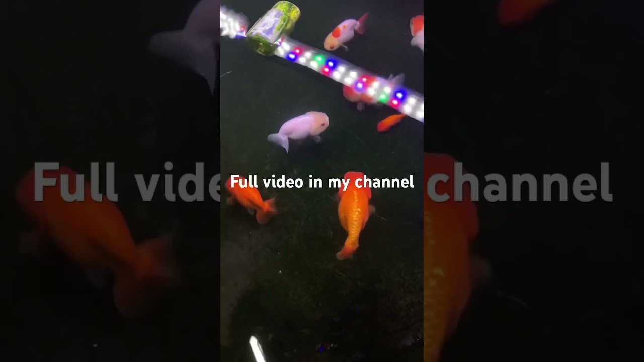 Making medicated food #fish #ranchugoldfish #viral #aquarium #viralvideo #dairylandgoldfish