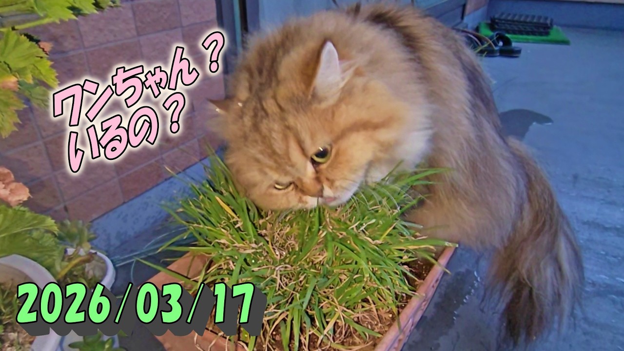 水が犬に見えると言っても反応しないで草食べるひとみ　Persian cat Hitomi's relaxing days　2026/03/17