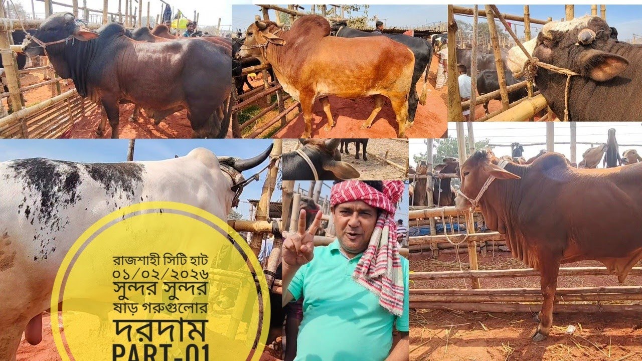রাজশাহী সিটি হাট ০১/০২/২০২৬ সুন্দর সুন্দর ষাড় গরুর রিয়েল দরদাম part=01