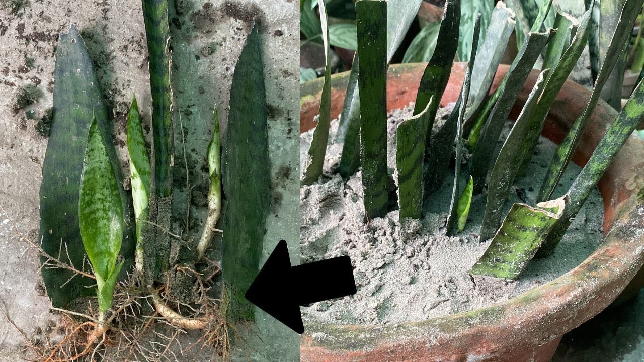 Grow snake plant from Leaf(Very easy) | Propagation of snake plant | Techngarden
