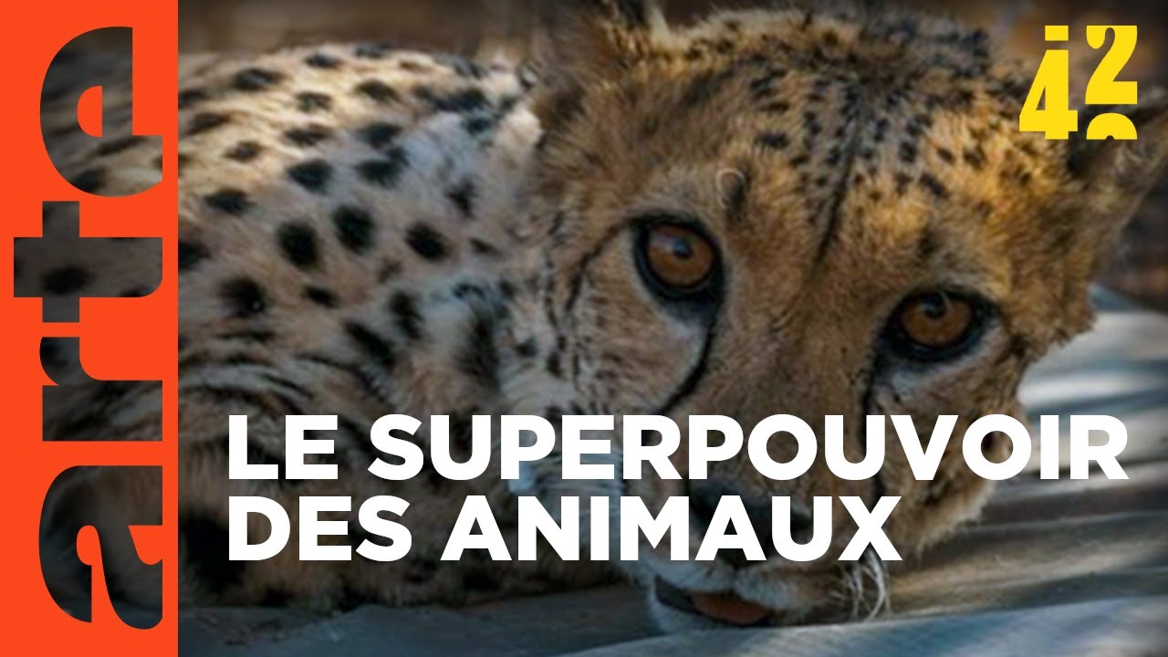 Les animaux : moins bêtes que nous ? | 42 - La réponse à presque tout | ARTE