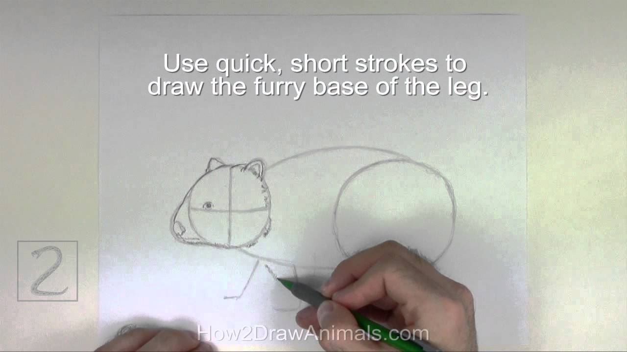How to Draw a Wombat