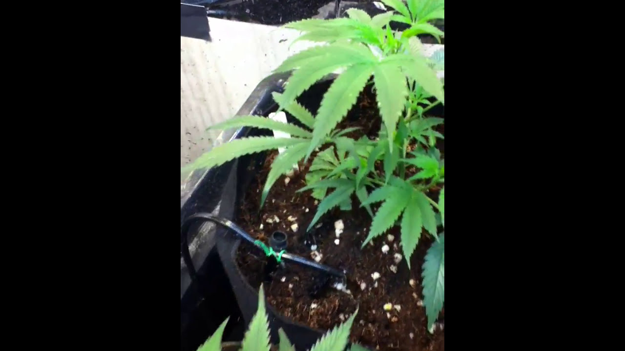 06/2017 START OF A NEW GROW.