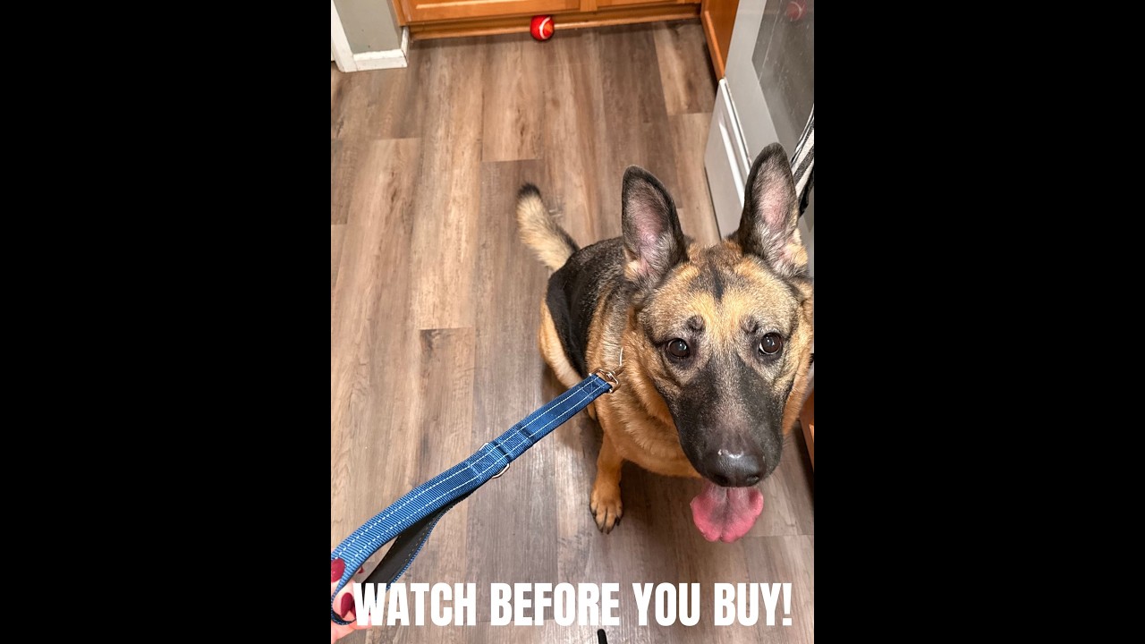 Standard Training Leashes for Dogs