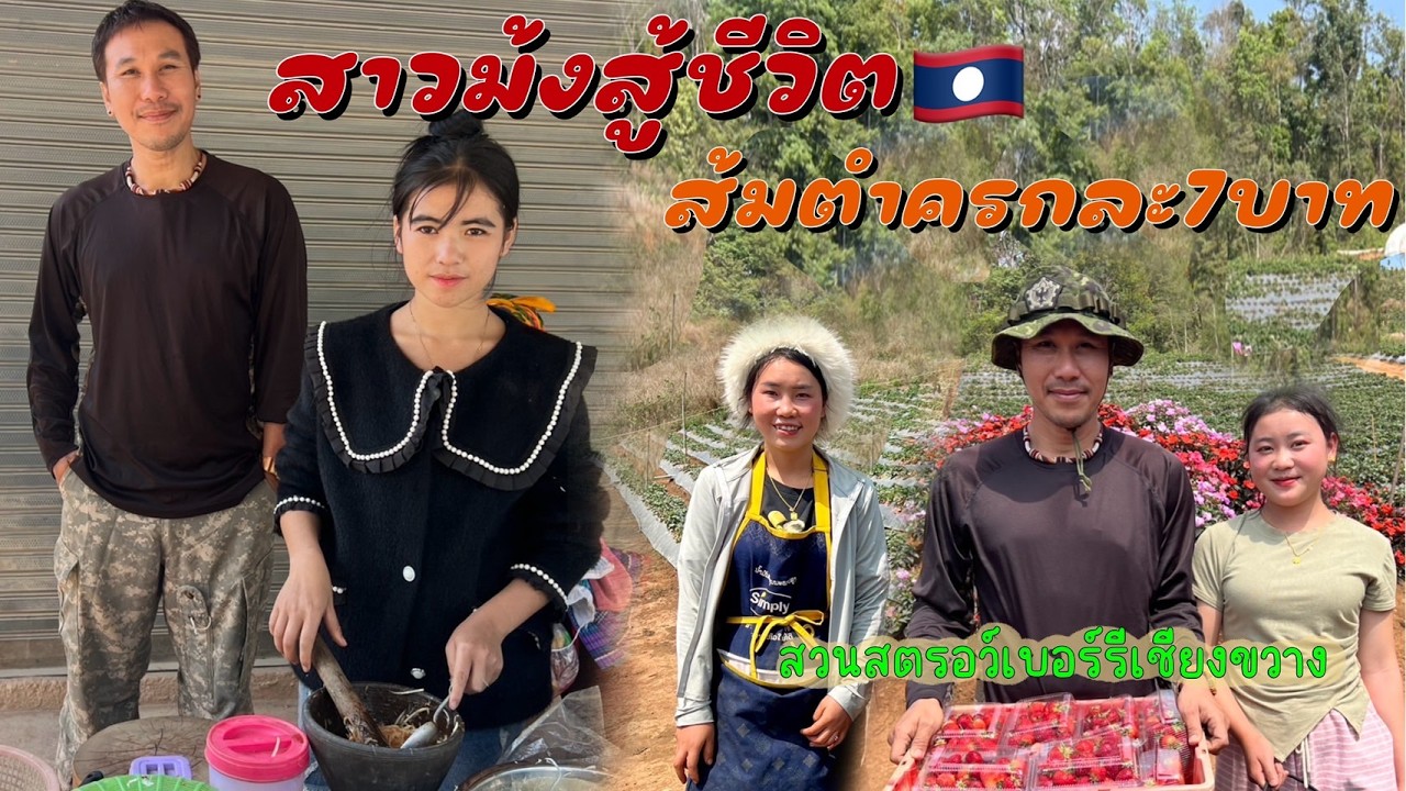 ลาวเลื่อยเลื่อย EP12 สาวม้งลาวสู้ชีวิตขายส้มตำครกละ7บาท แวะสวนสตอเบอร์รี่เชียงขวาง