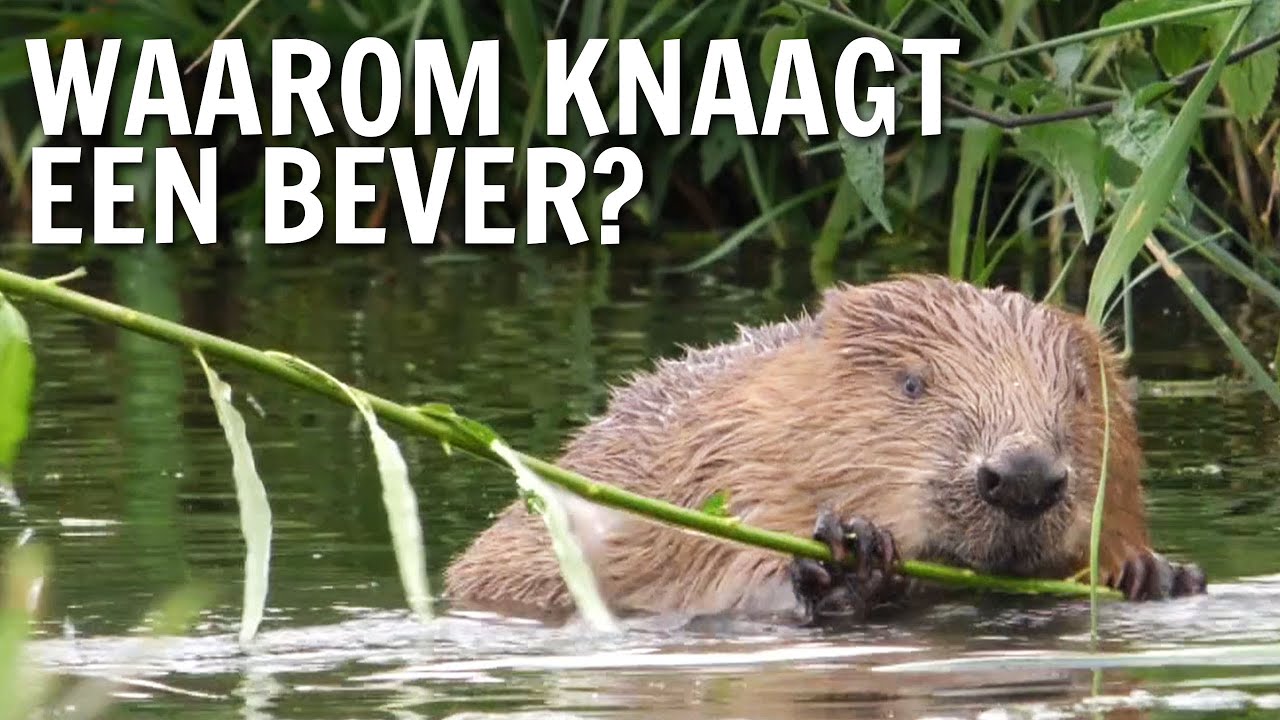 Waarom knaagt een bever? | De Buitendienst over de Bever