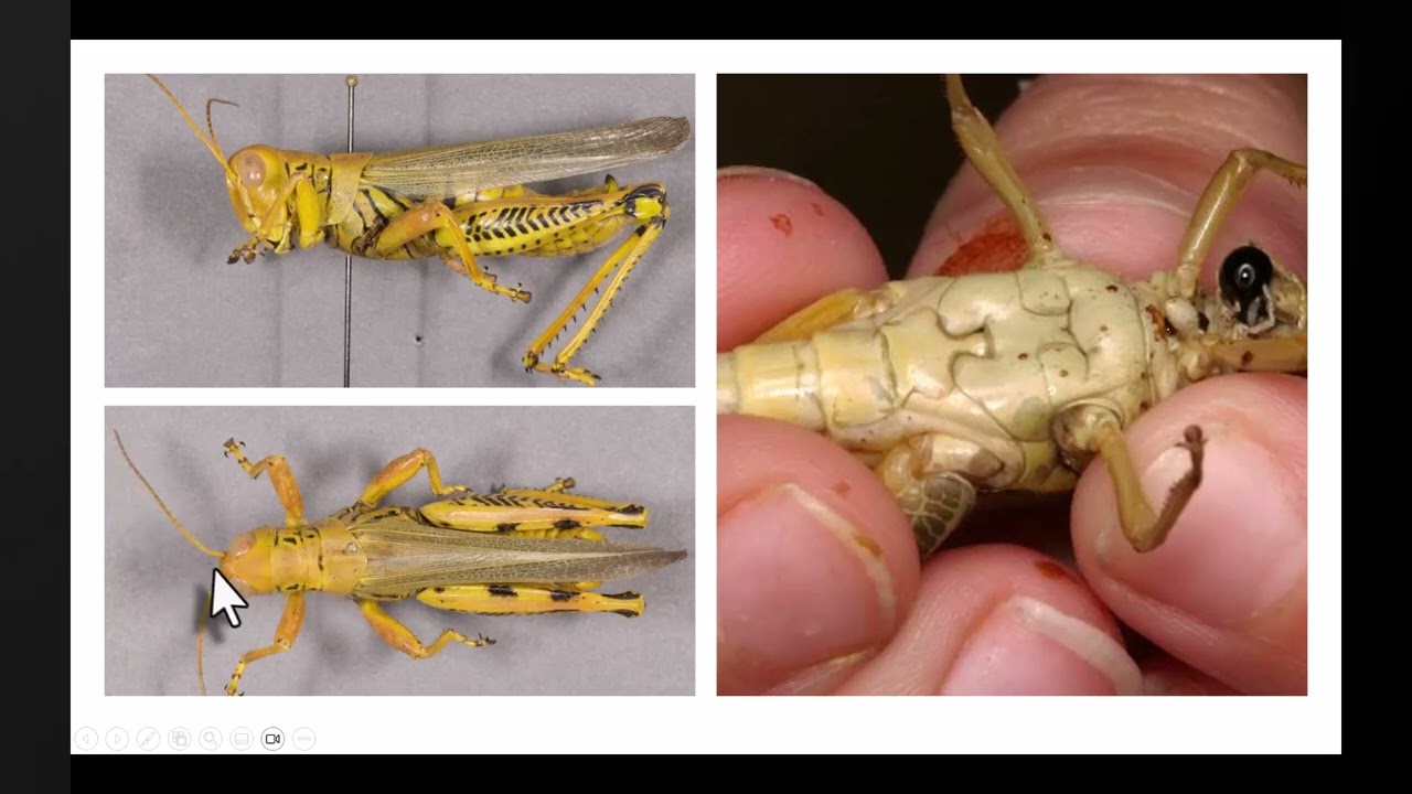 Orthoptera