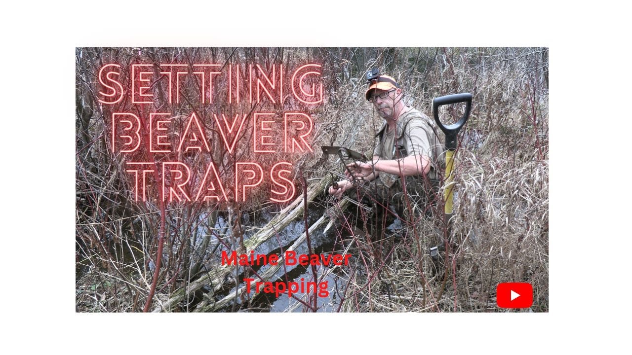 Setting Beaver Traps In Maine