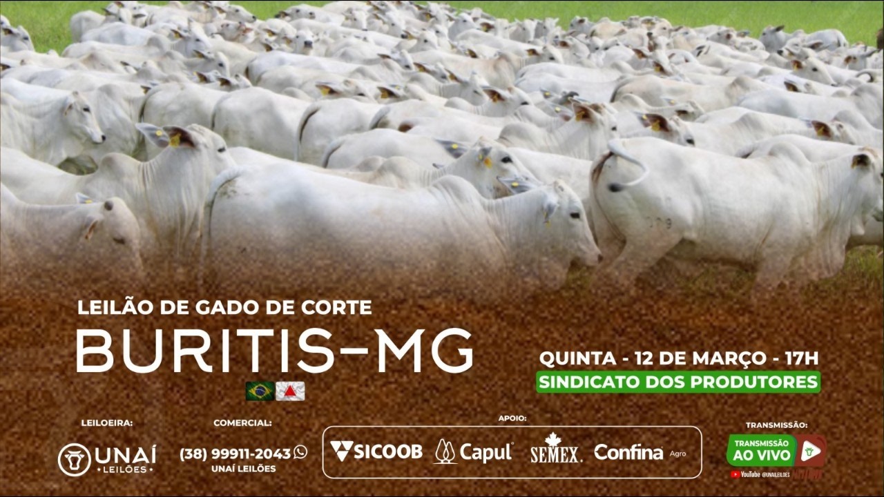 LEIL&Atilde;O DE GADO DE CORTE DA UNA&Iacute; LEIL&Otilde;ES EM BURITIS - MG  -12-03-2026