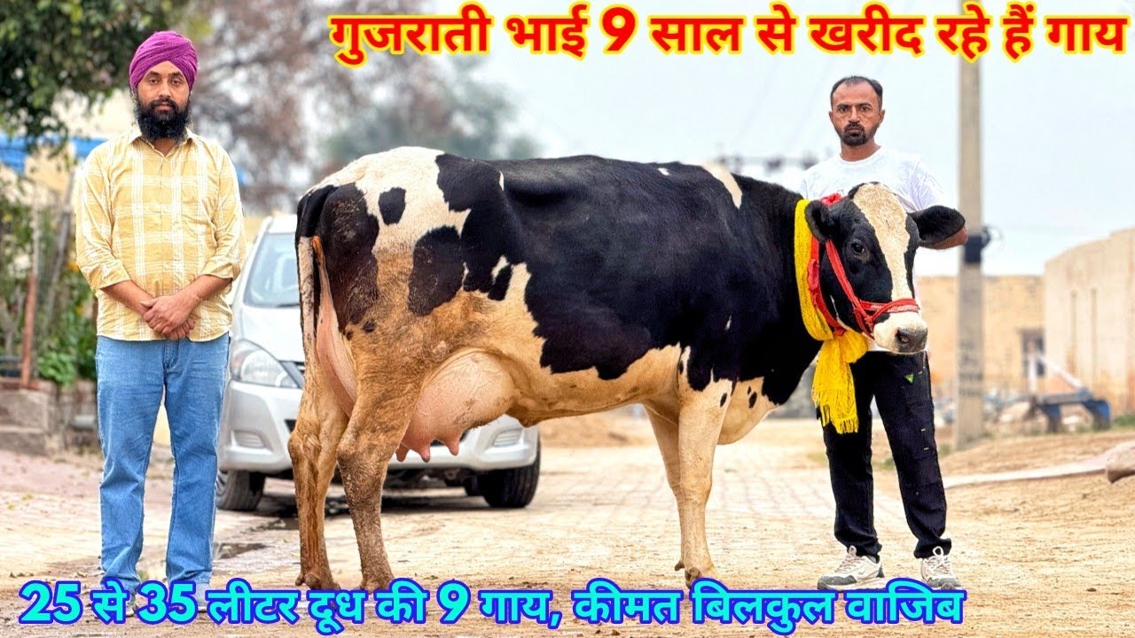 25 से 35 लीटर दूध, राजस्थान की 9 टॉप की गाय, गुजरात के लिए।Gill Dairy Farm Sri Ganganagar, Rajasthan