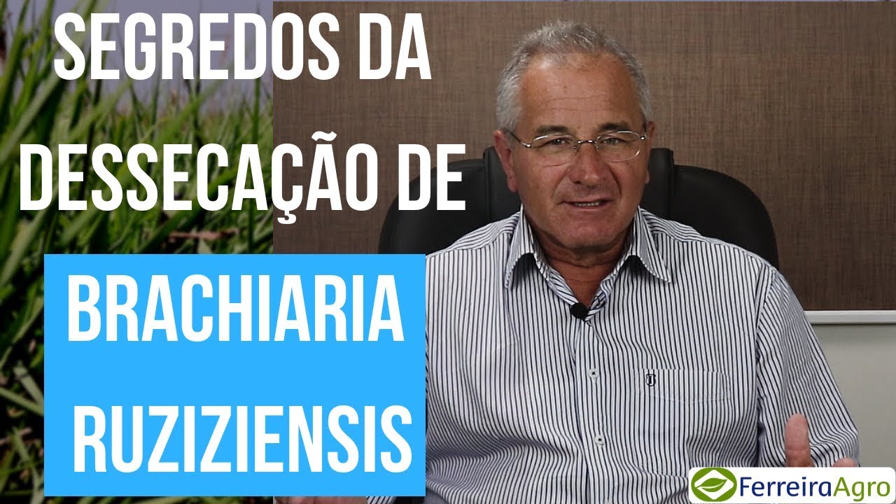 Segredos da Dessecação de Brachiaria Ruziziensis