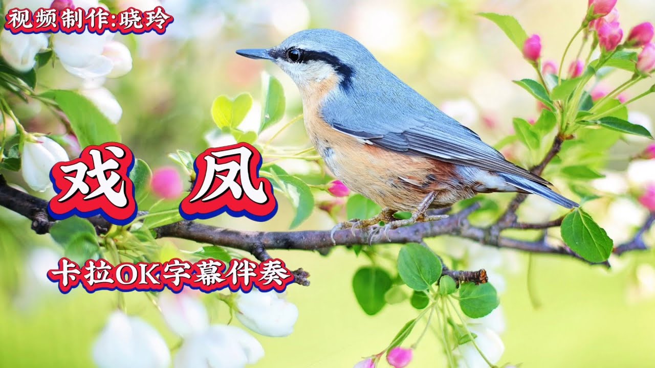 戲鳳（卡拉OK字幕伴奏 ）#已有更新版#分了角色#請看評論區