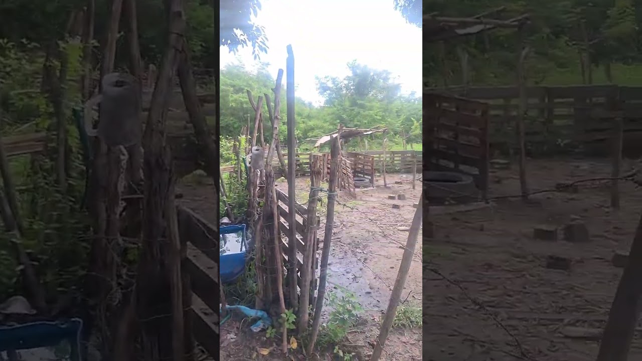 FOMOS NO LUGAR A ONDE A FLORY DISSE QUE VIU UM BICHO NO SITIO DO TEJO 