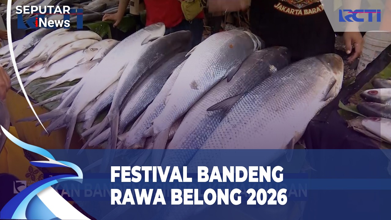 Festival Bandeng Rawa Belong 2026, Pramono Beli Bandeng Terbesar Seberat 14 Kg | SIS (15/2)