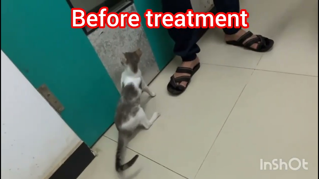 Hypokalemia in a cat| Low potassium levels in a cat| Feline medicine | Veterinary medicine