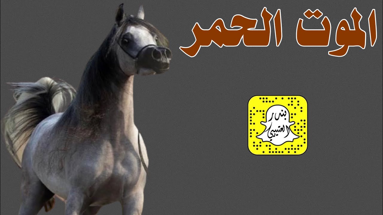 الموت الحمر - اقبلي يا سيد كل البنات المترفات اداء ماجد الرحيمي 2023 حصرياً