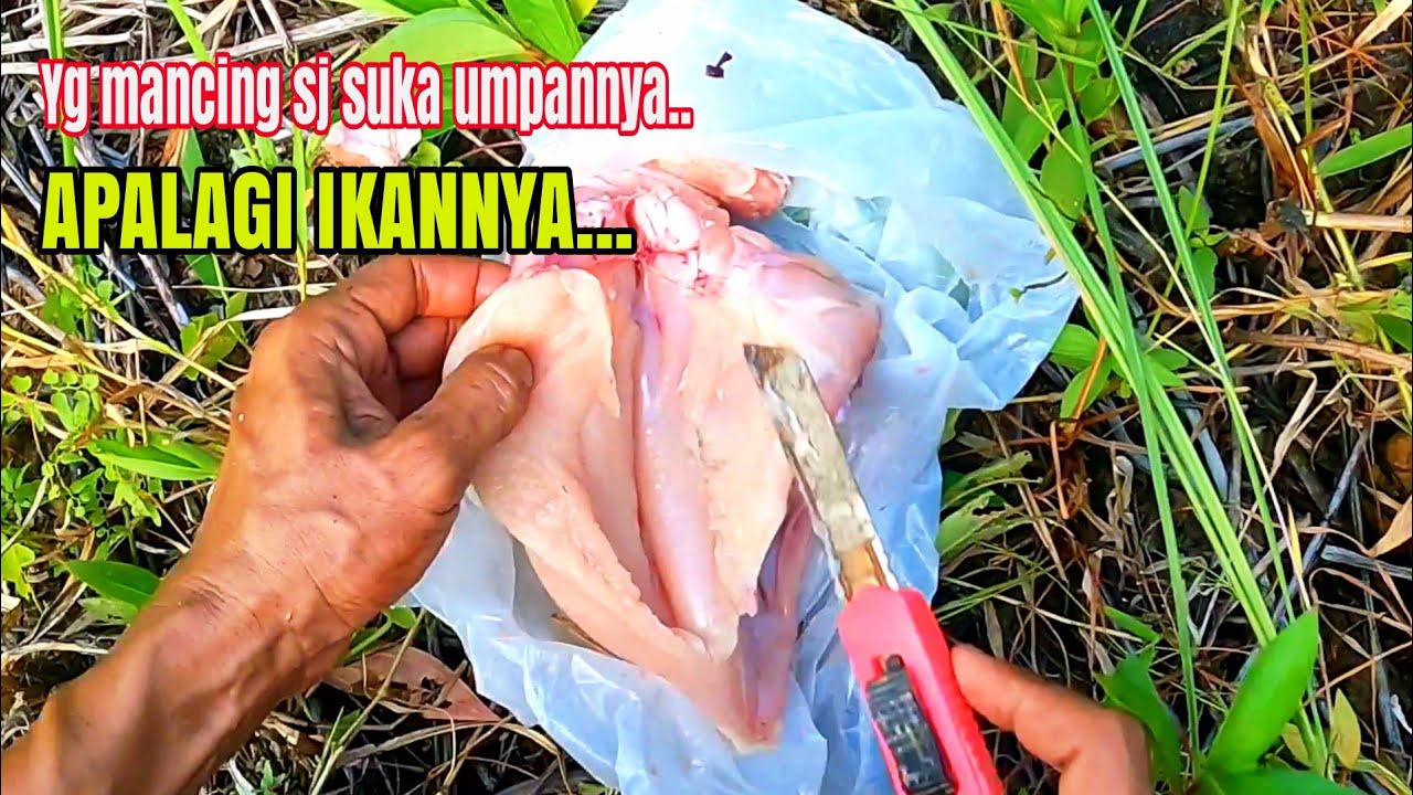 Memancing pakai ayam || umpan empuk untuk ikan Toman