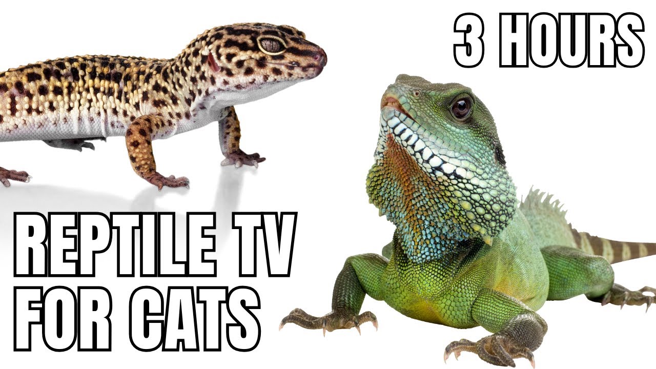 3 Hours of Calm Cat TV 🐾 | Reptile Visuals with Wind & Storm Sounds