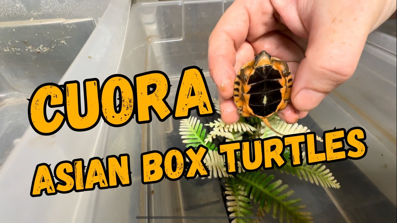 Asian Turtle Tour