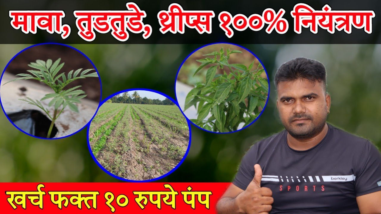 पिकावरील मावा, तुडतुडे, थ्रीप्स नियंत्रण / पंपाला फक्त १० रुपये खर्च / ताक गोमूत्र पिकासाठी वापर