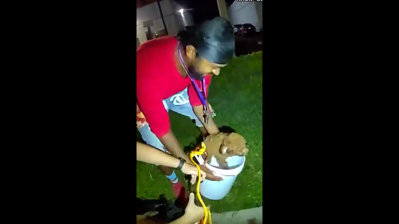 Police use cheese and bucket to rescue puppy from drain