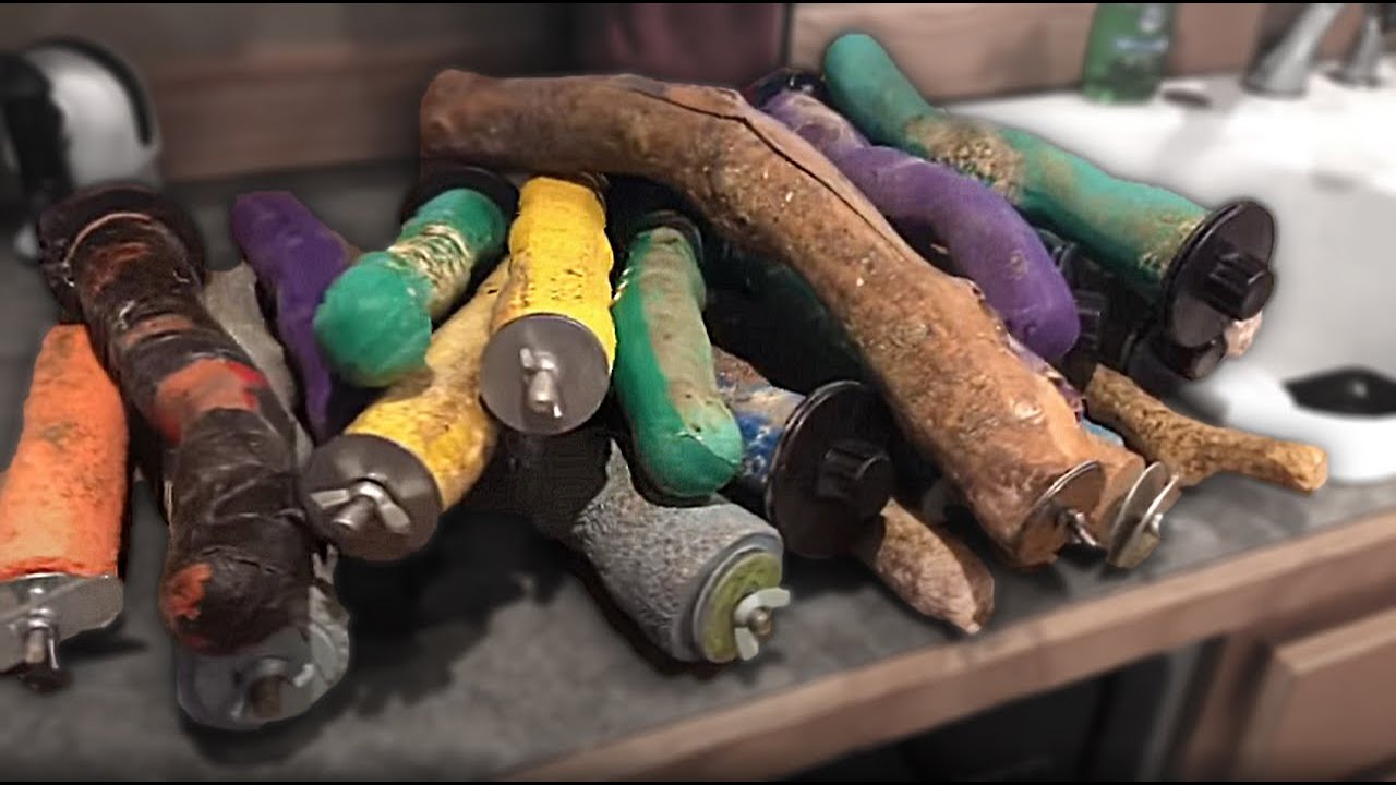 How to Clean Parrot Perches | 3 Ridiculously Easy Steps