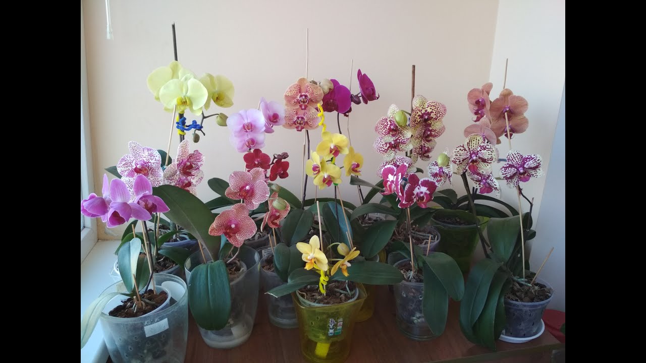 Цветение моих орхидей в феврале 2022года!🌺🌼🍑