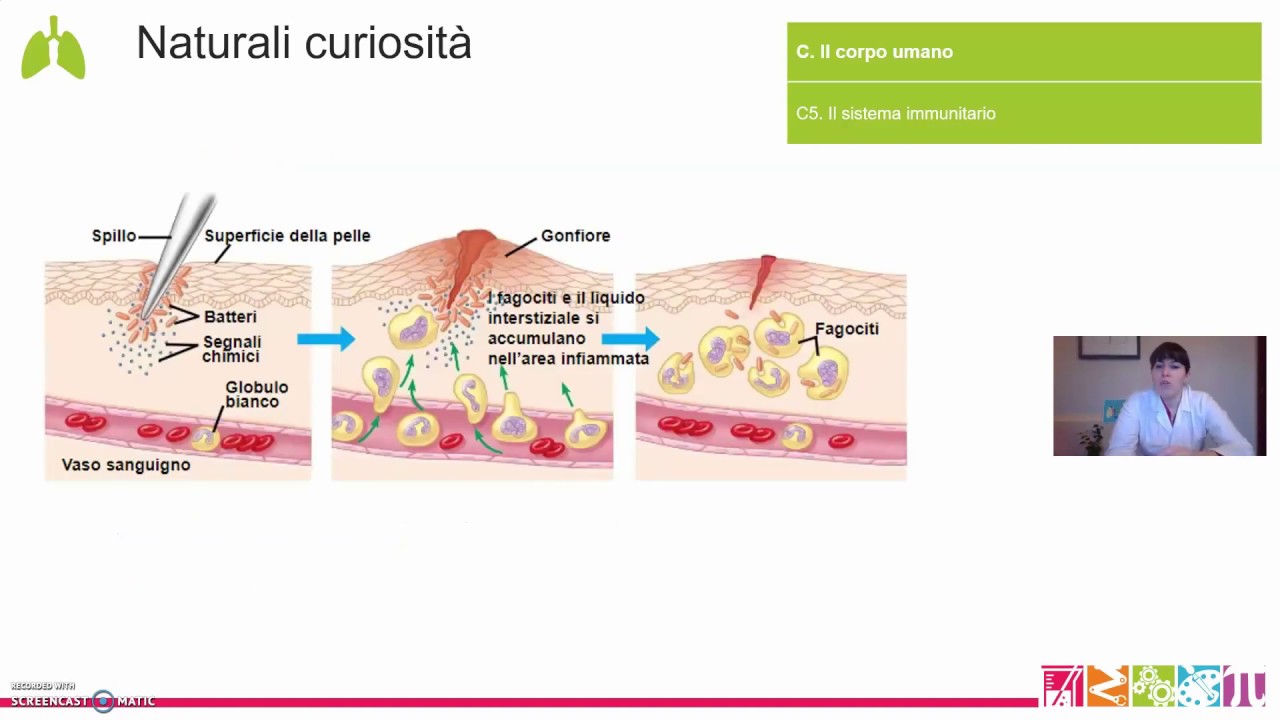 C5.  Il corpo umano - Il sistema immunitario