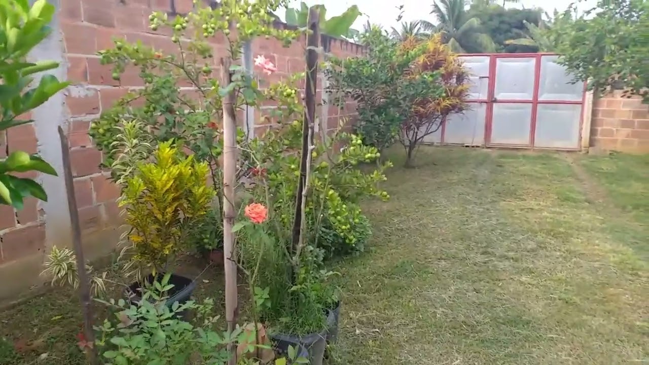 CORTANDO A GRAMA.