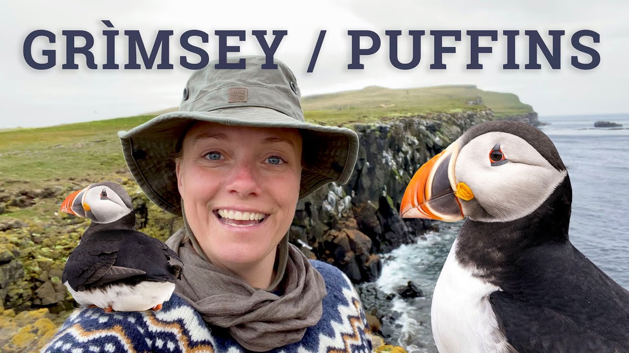 3 days with puffins on Grimsey Island