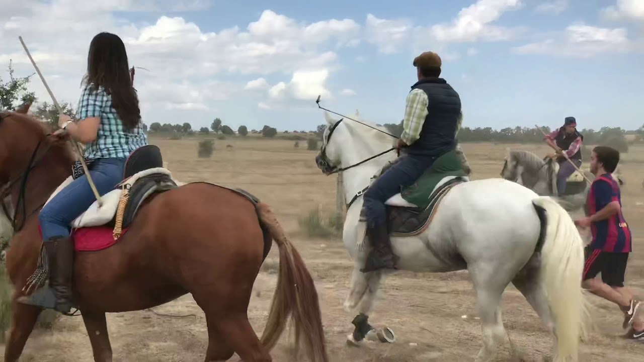 Encerro Freineda (Almeida, Guarda) 2018